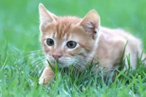 Gattino cacciatore