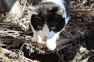 Gatto cacciatore