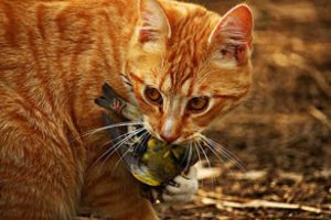 Gatto cacciatore